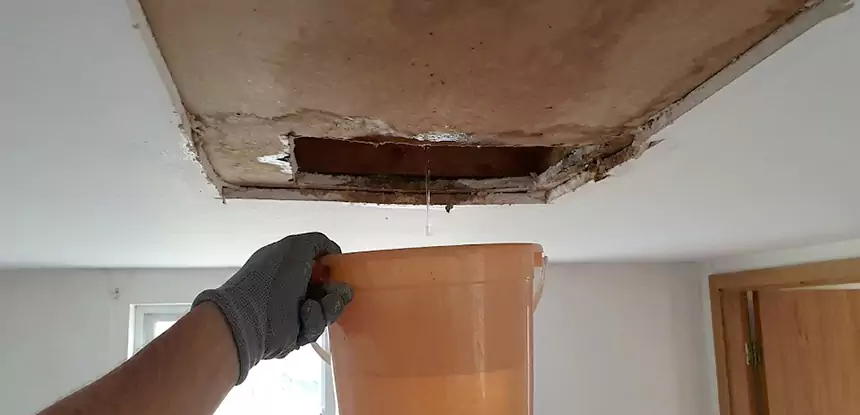 Ceiling Mold Repair Bowdon 